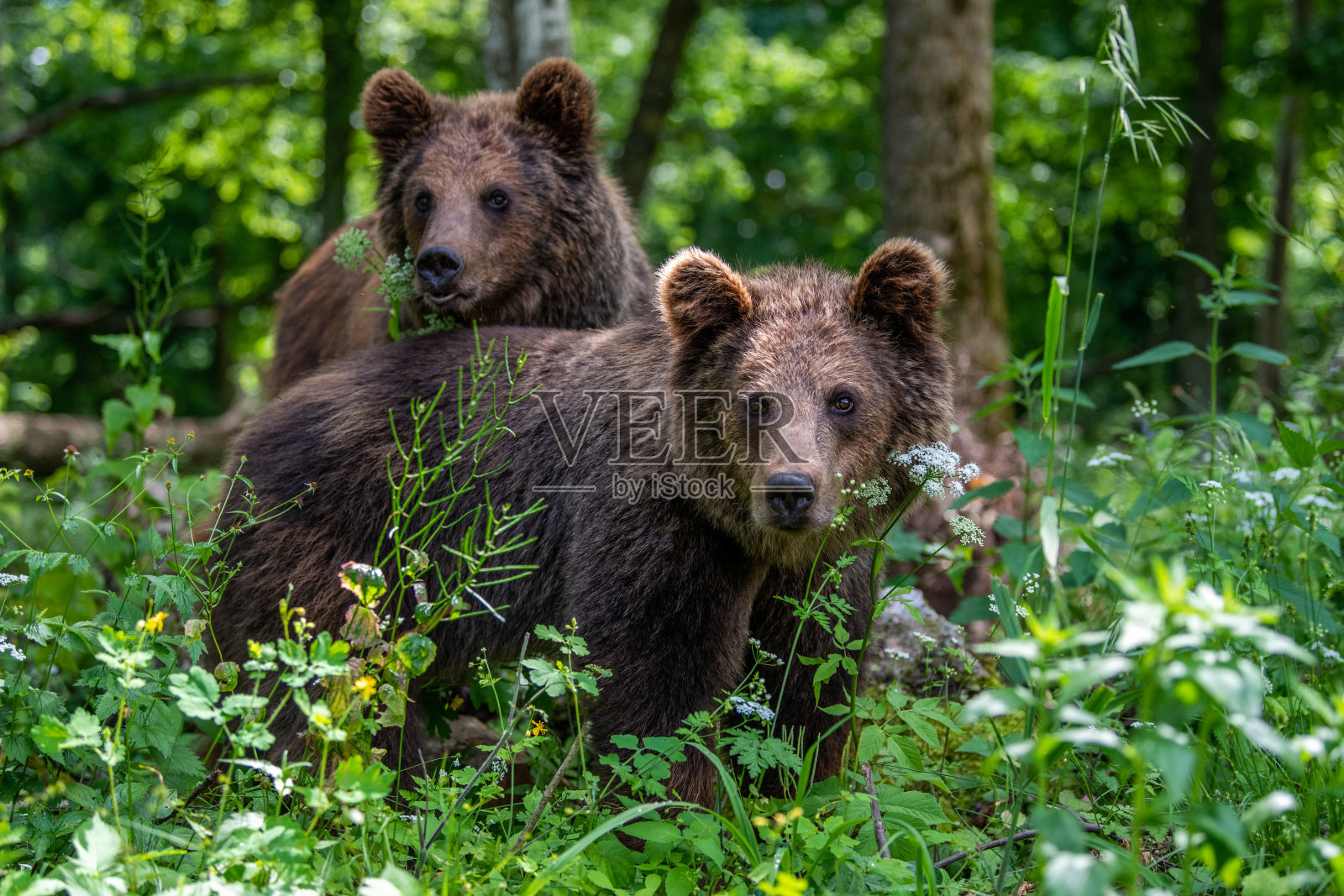 夏天森林里的野棕熊。动物在自然栖息地。野生动物的场景照片摄影图片
