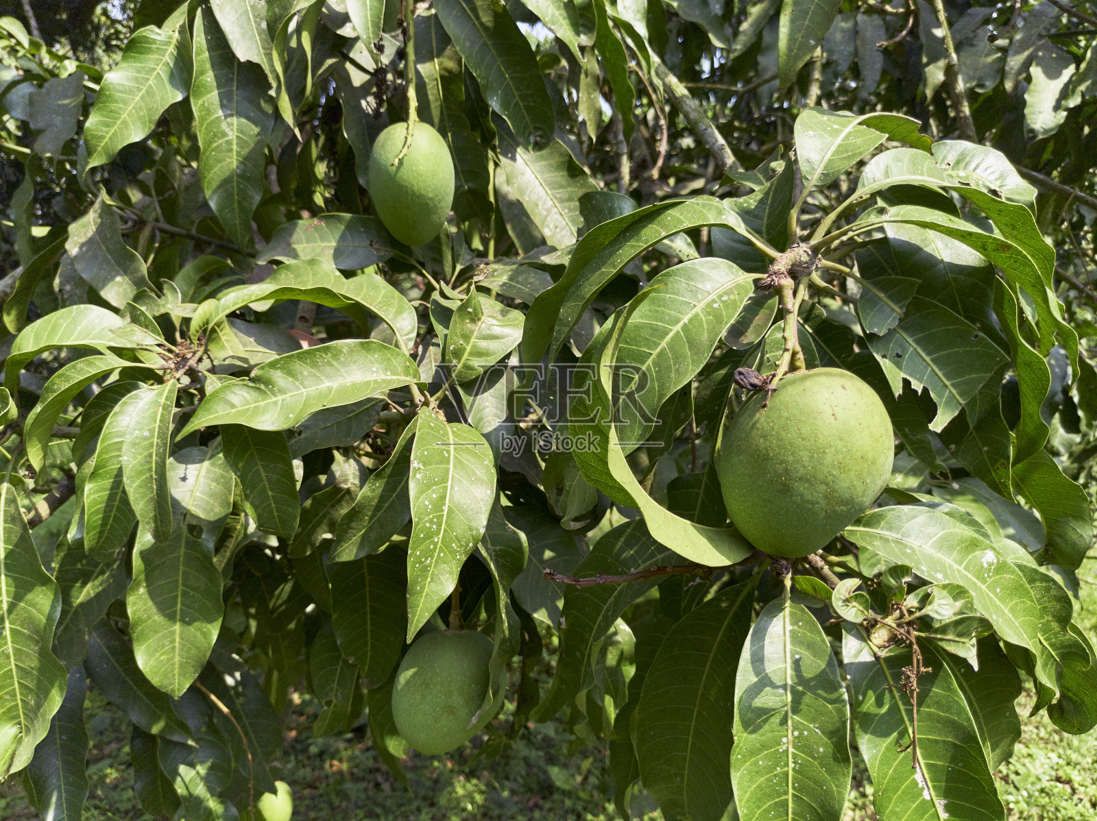 芒果树特写，未成熟的果实挂在树枝上照片摄影图片