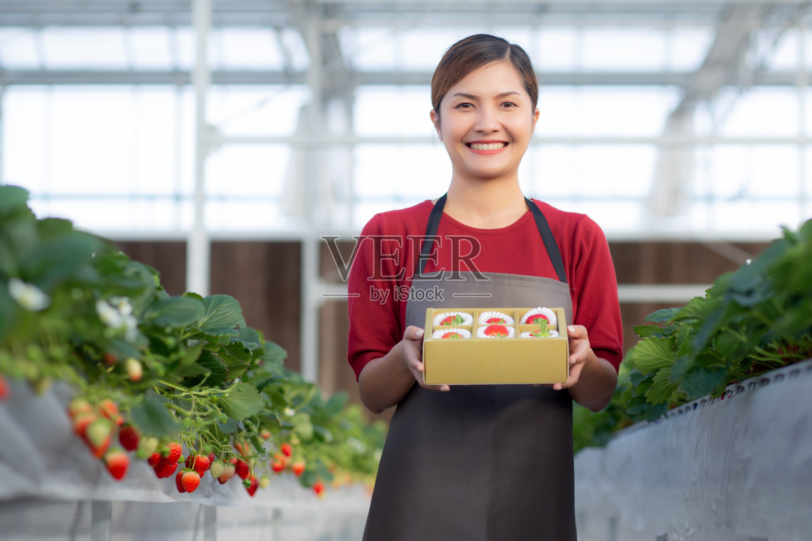 肖像美丽的年轻亚洲妇女在农场大棚拿着草莓箱，女性收获成熟的草莓在包装与快乐，农业和栽培，小生意的概念。照片摄影图片