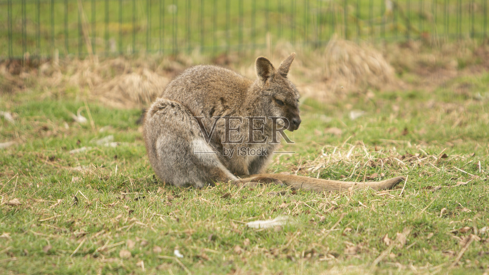 小袋鼠。照片摄影图片