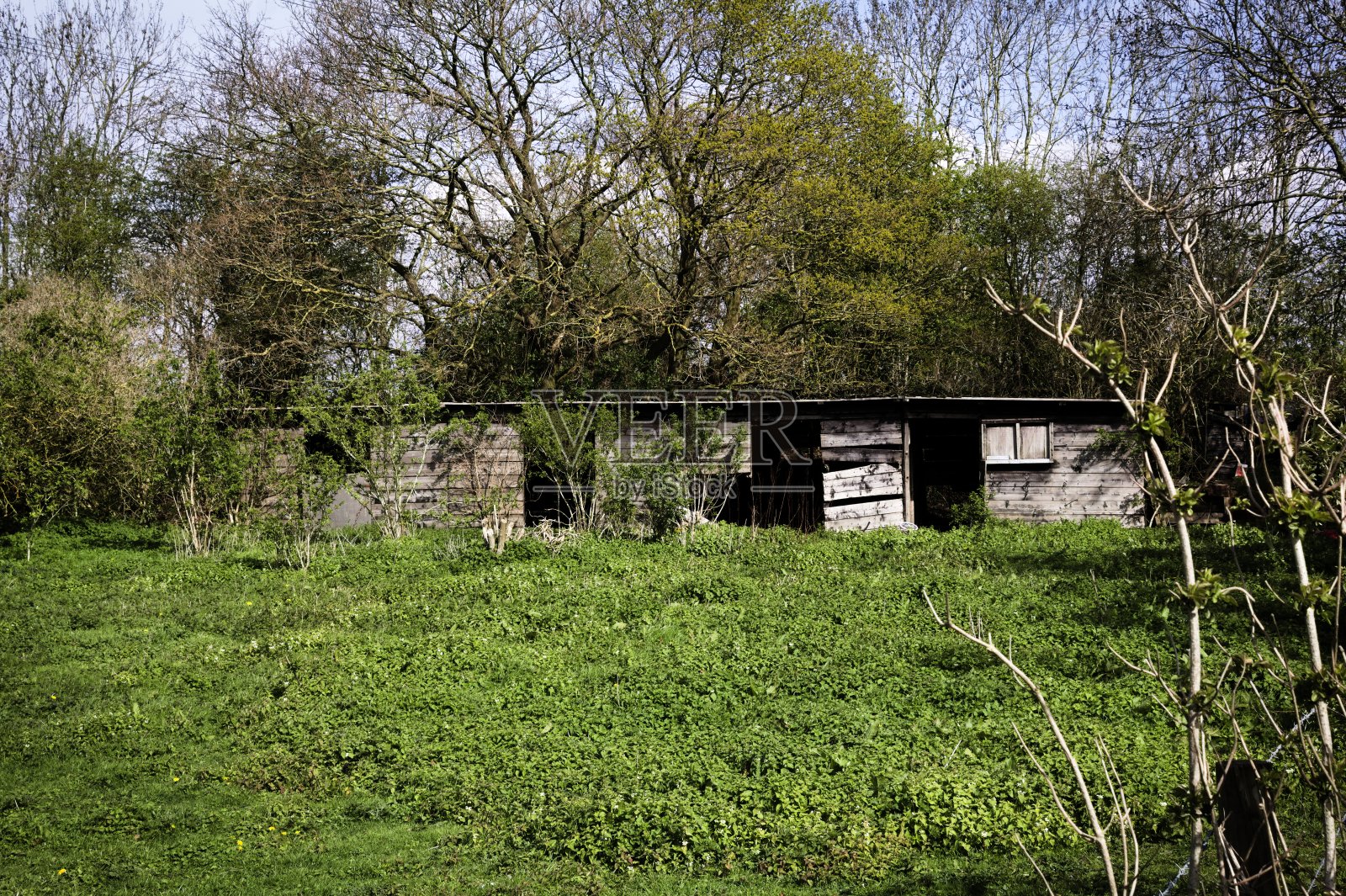 杂草丛生的小屋照片摄影图片