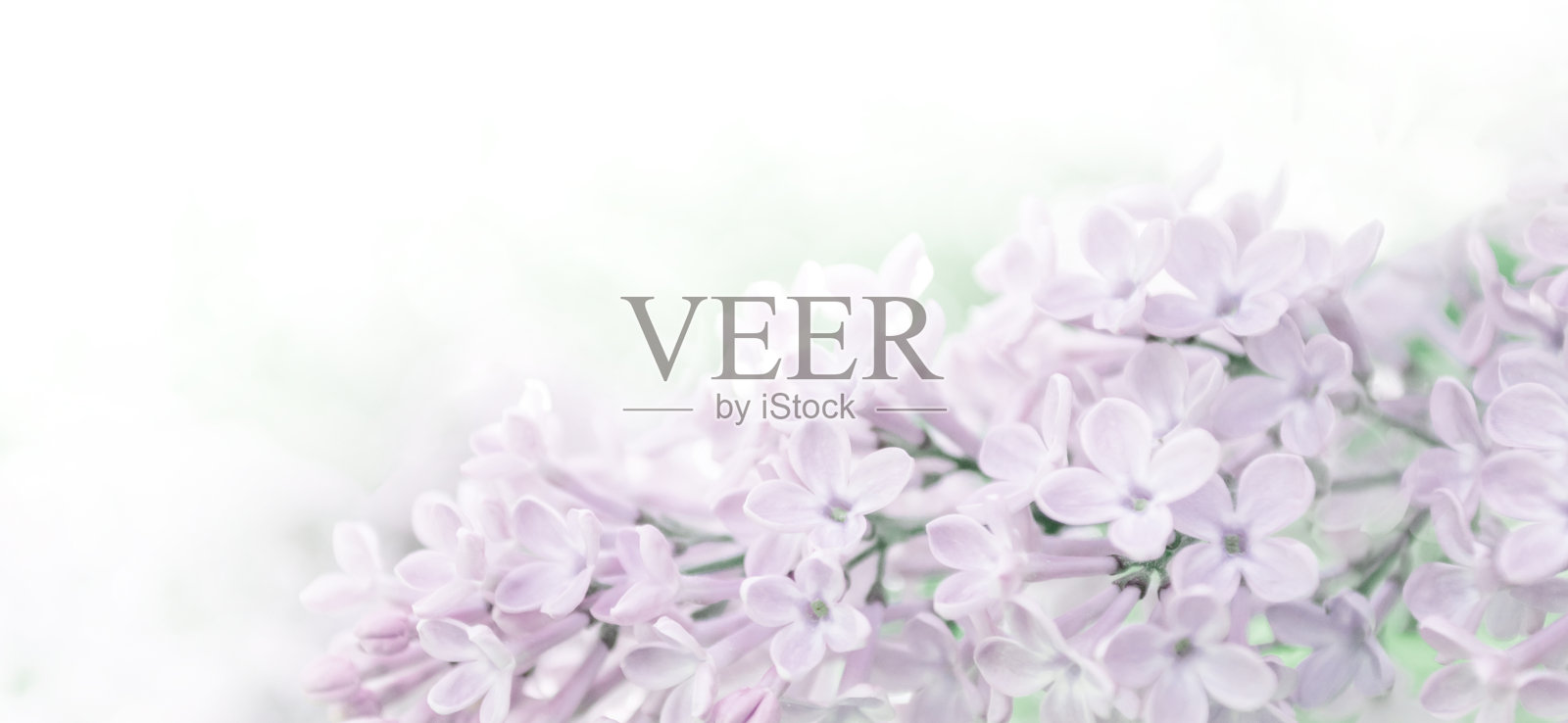 结婚卡片或请柬。温和的淡紫色丁香花在淡中性的背景。副本的空间。照片摄影图片