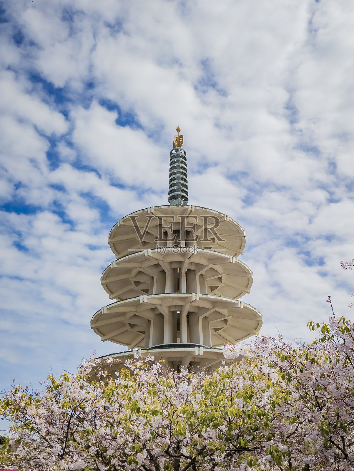 旧金山日本城和平广场的樱花照片摄影图片