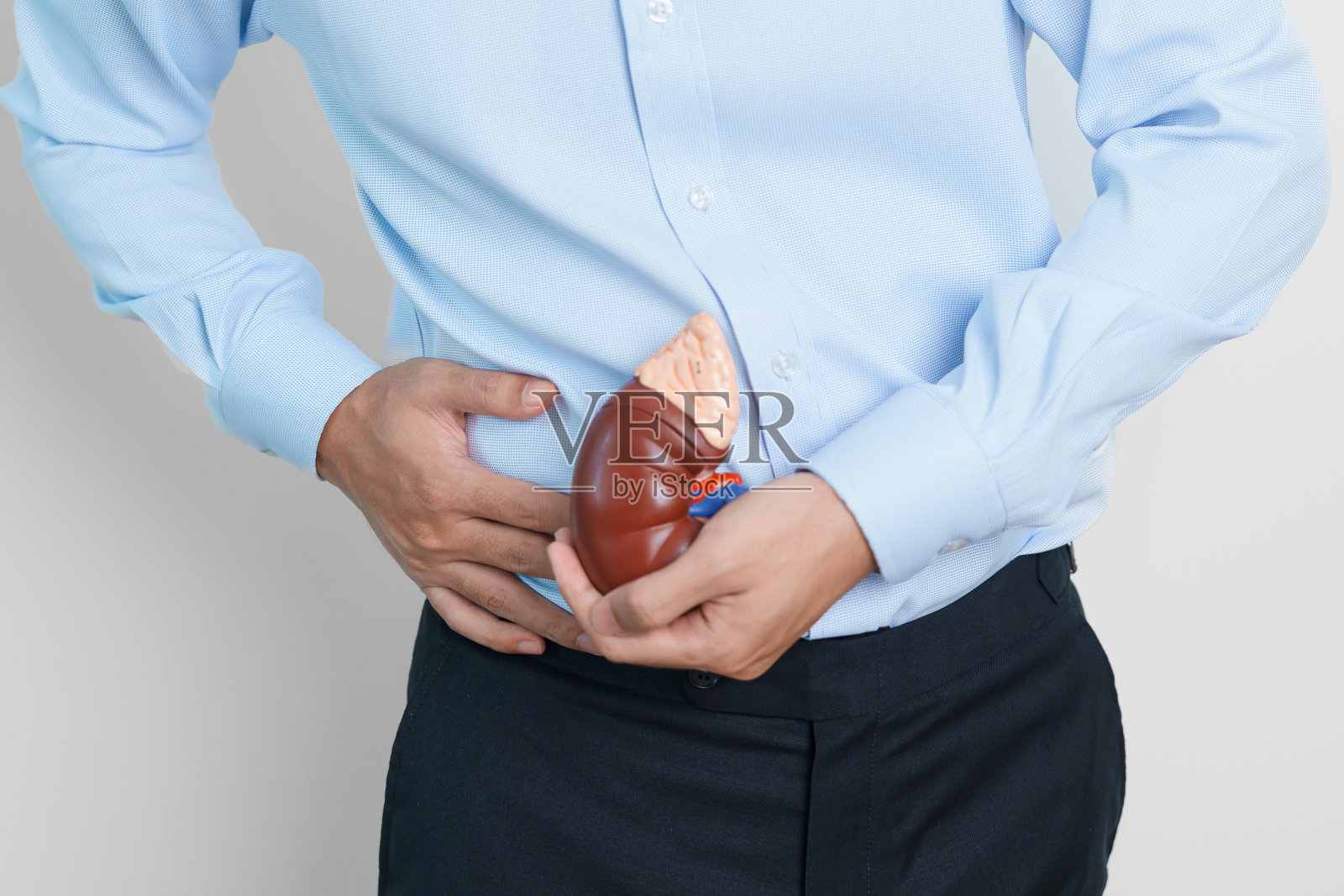 人抱解剖人体肾肾上腺模型。泌尿系统疾病和结石，癌症，世界肾脏日，慢性肾脏和器官捐赠日的概念照片摄影图片