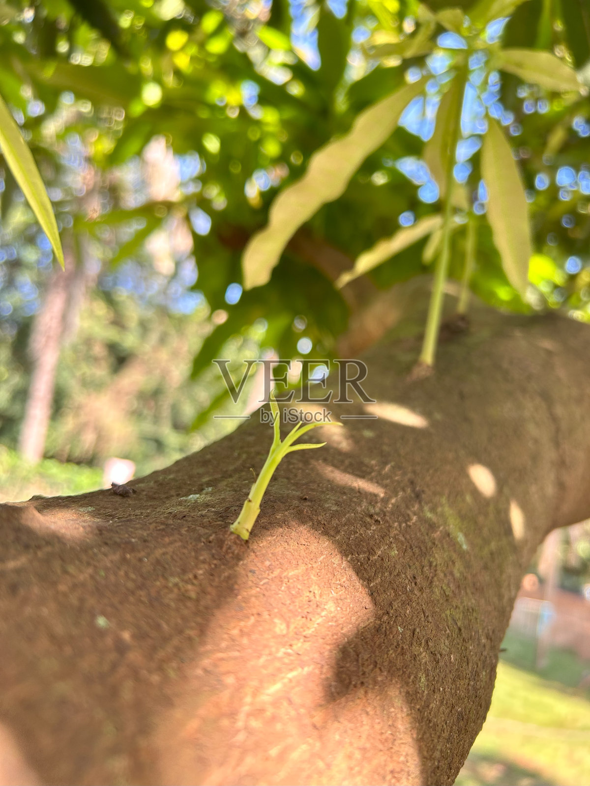 分蘖的芒果美丽照片摄影图片