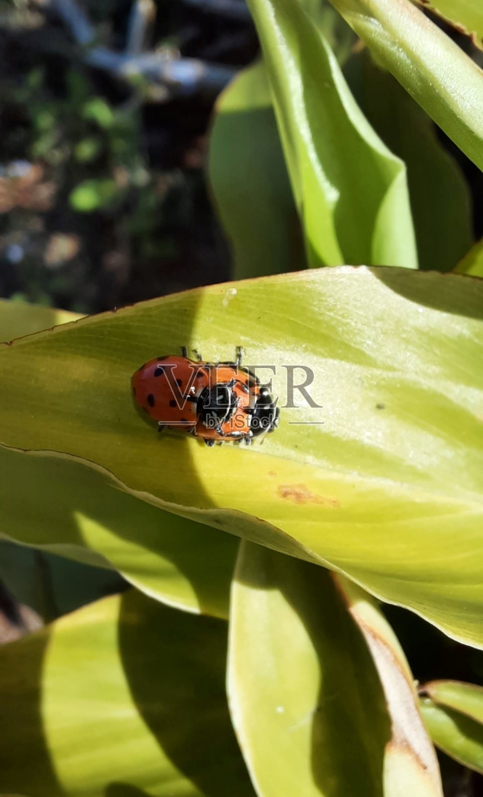 瓢虫照片摄影图片