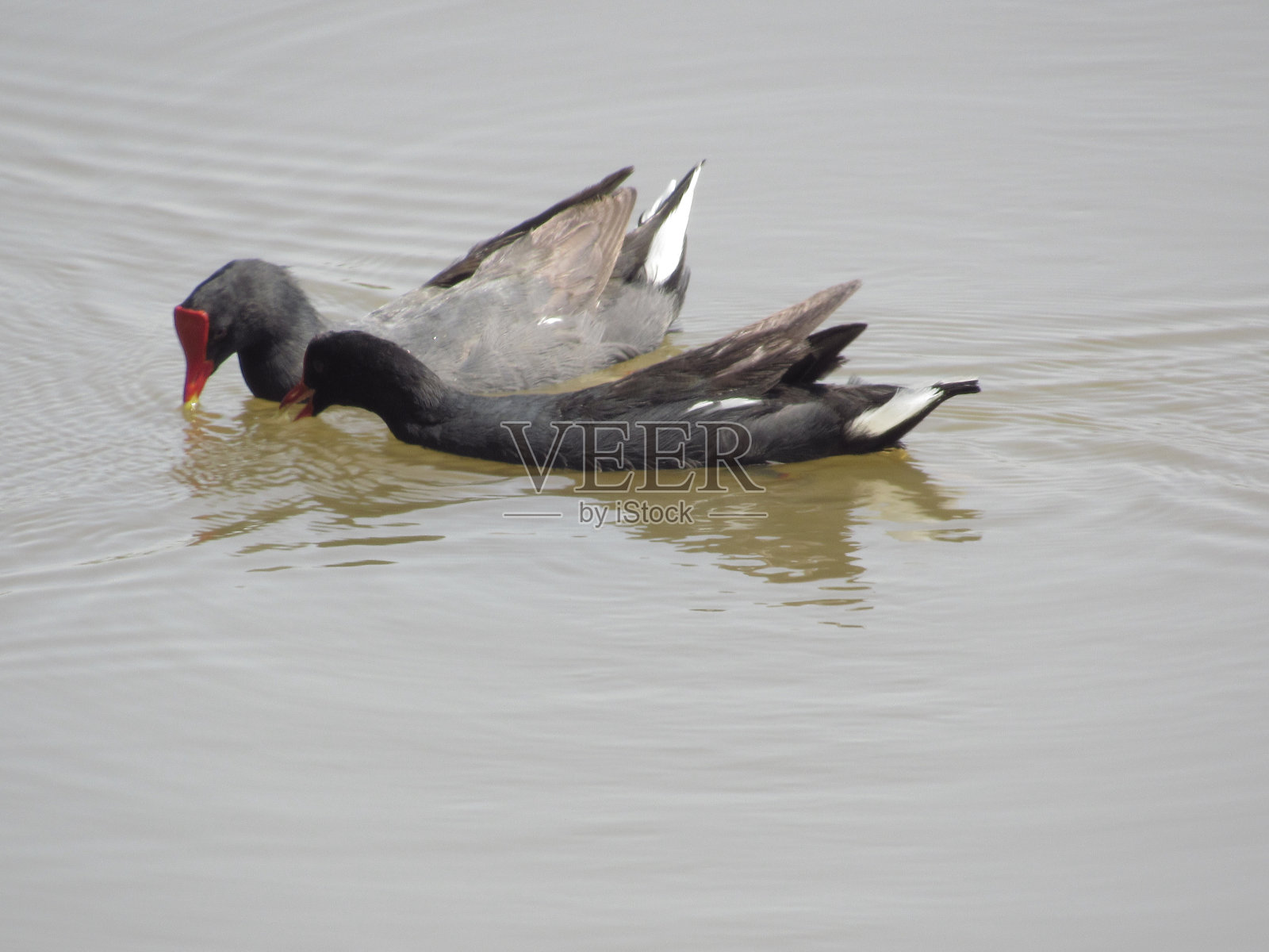 两只鸭子在湖里照片摄影图片