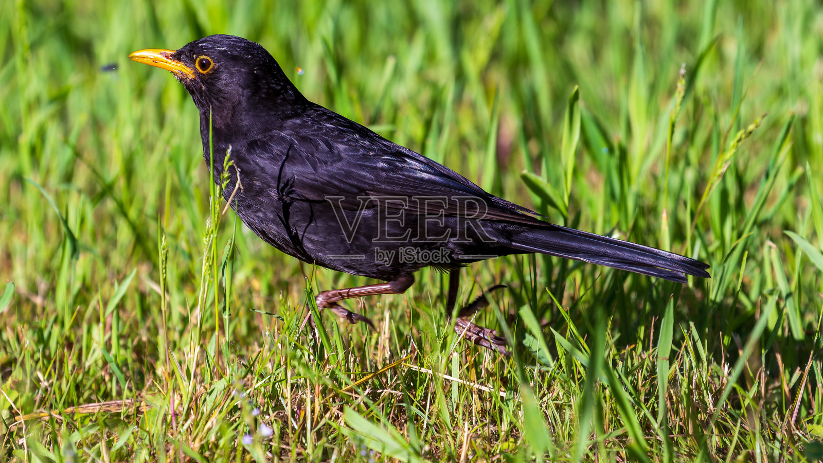 雌性欧亚黑鸟(turdus merula)的肖像照片摄影图片