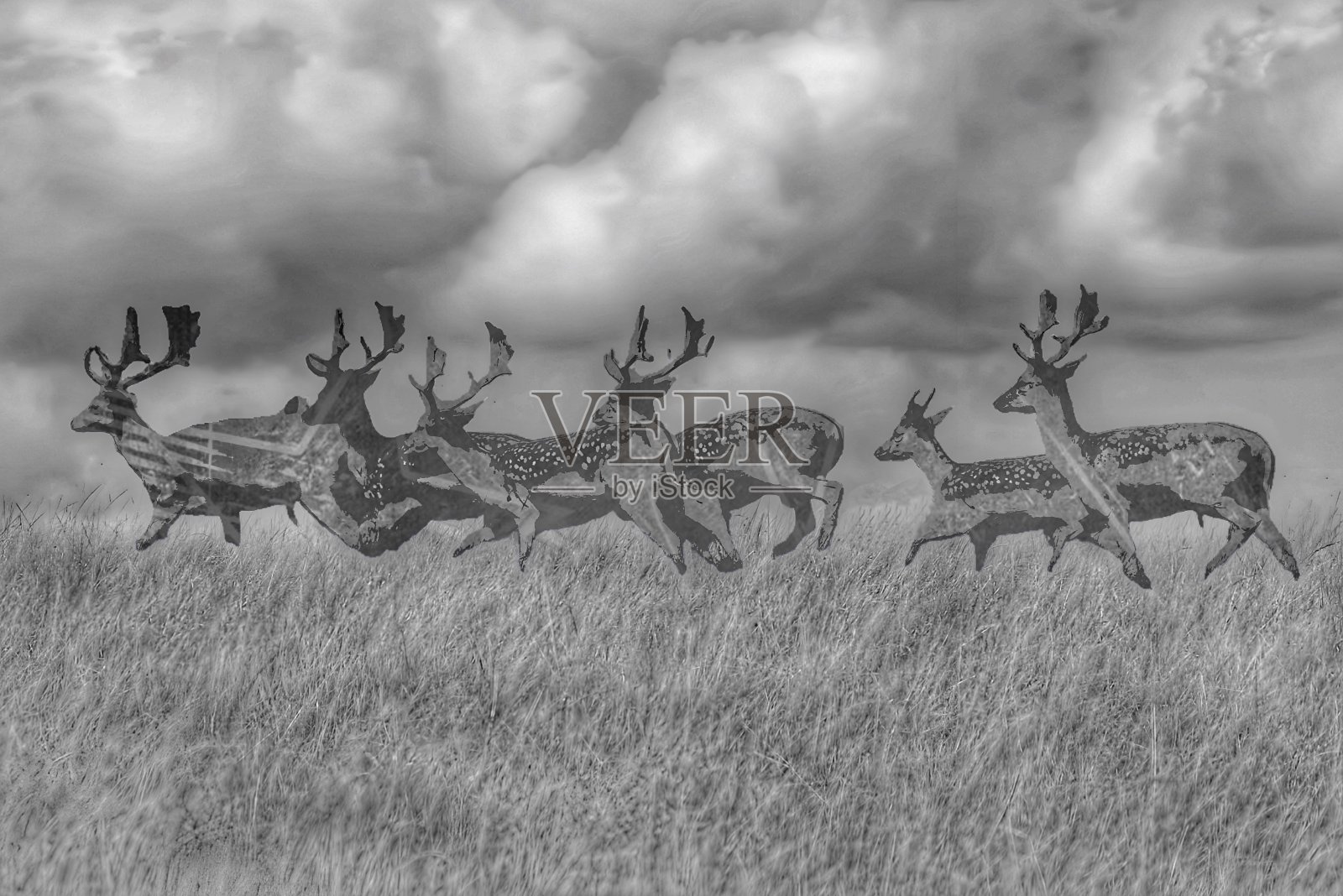 鹿的照片摄影图片