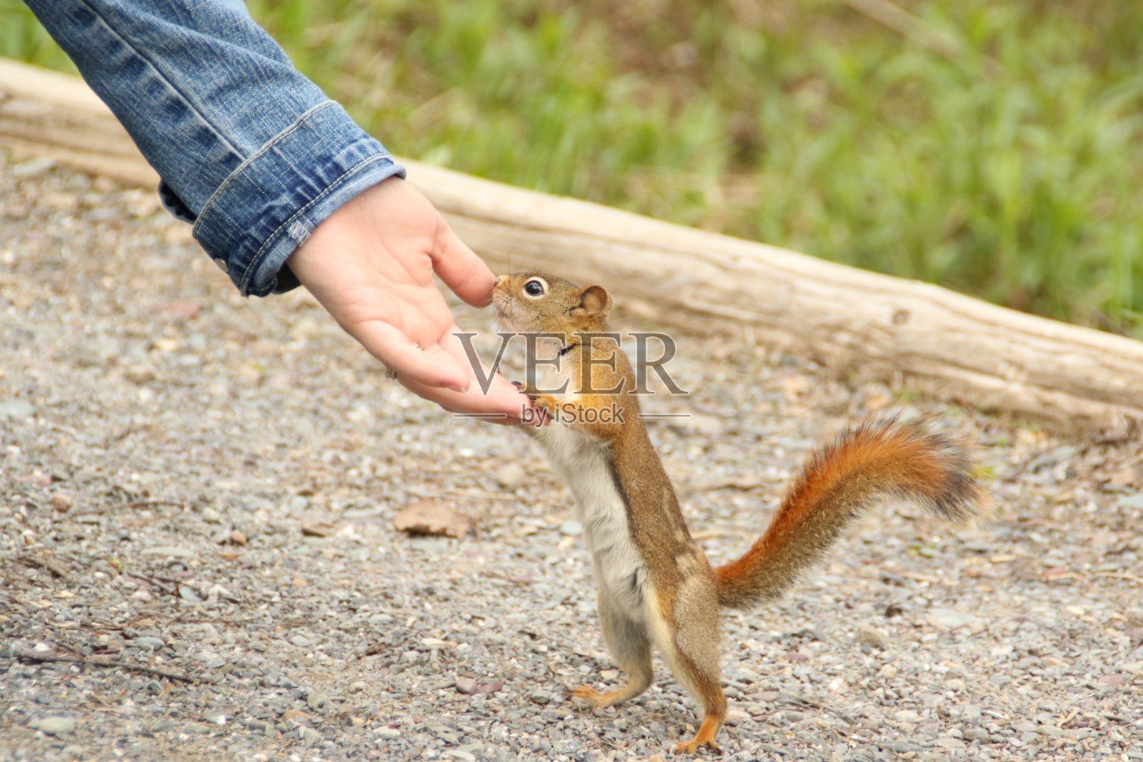 松鼠野生照片摄影图片