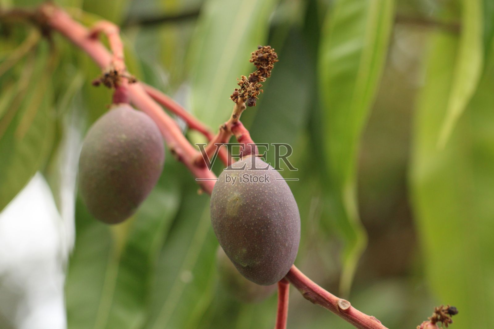 枝上有新鲜的芒果果实。照片摄影图片