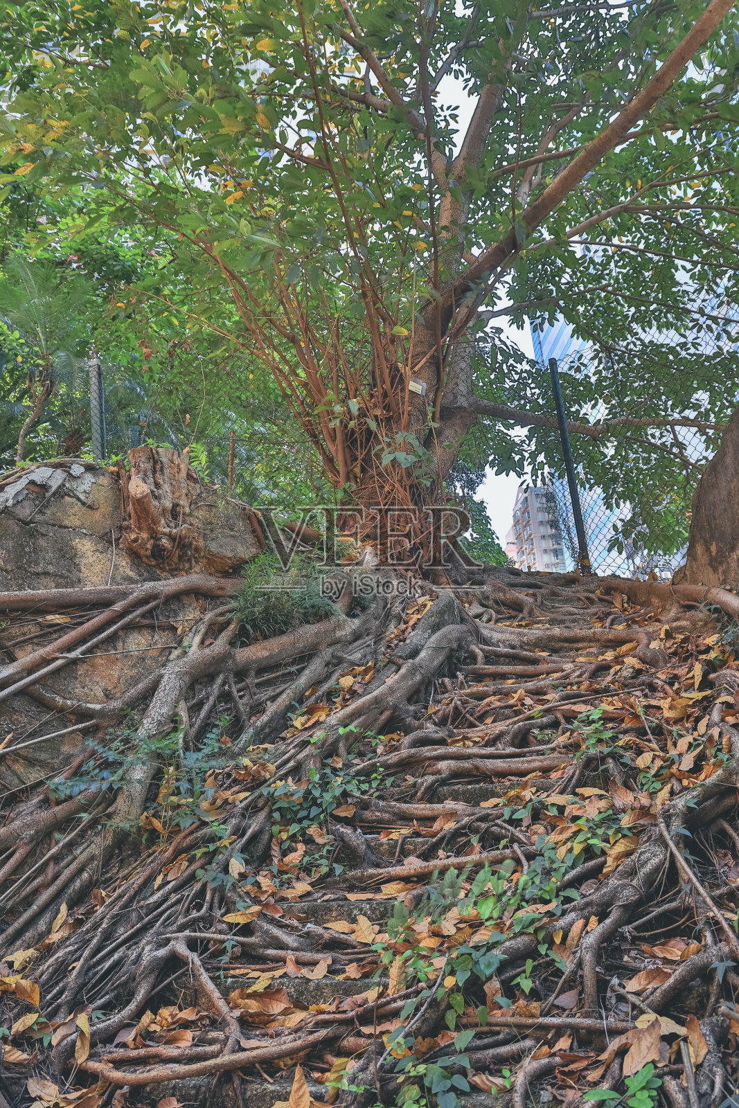 远足小径。破旧的混凝土楼梯照片摄影图片