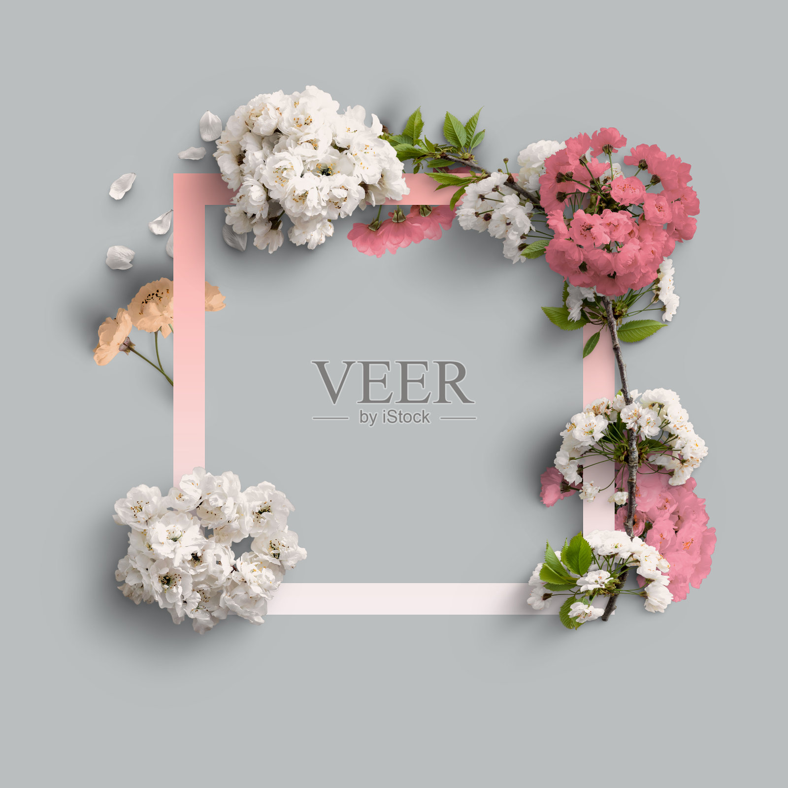 彩色背景上的一组樱花，有花瓣和叶子照片摄影图片