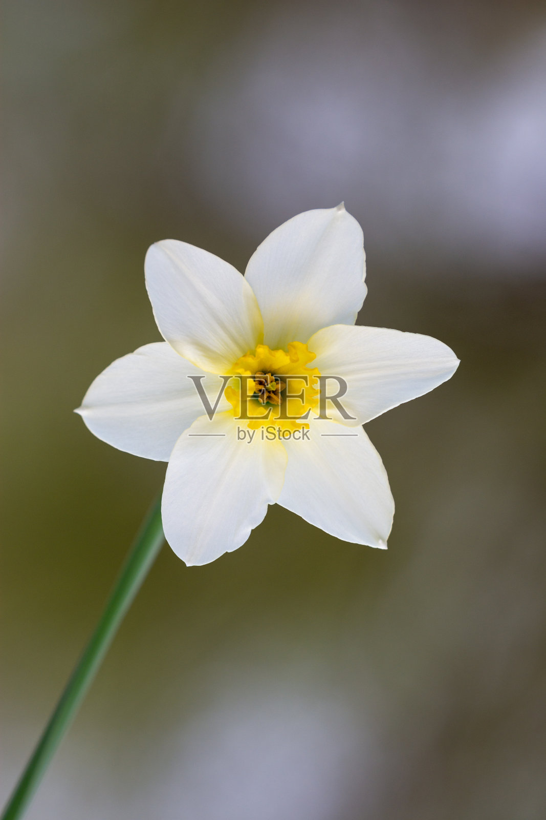 美丽的白色水仙花照片摄影图片