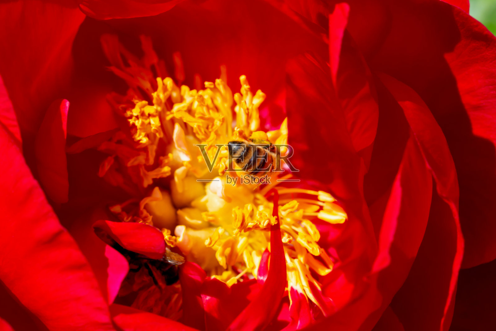 蜜蜂在红牡丹里采花蜜。芍药属照片摄影图片