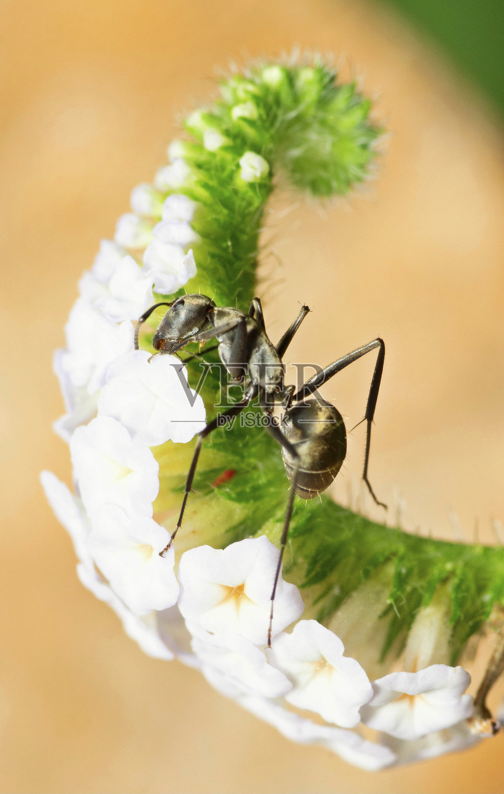 蚂蚁从弯曲的白花上喝汁液——动物行为。照片摄影图片