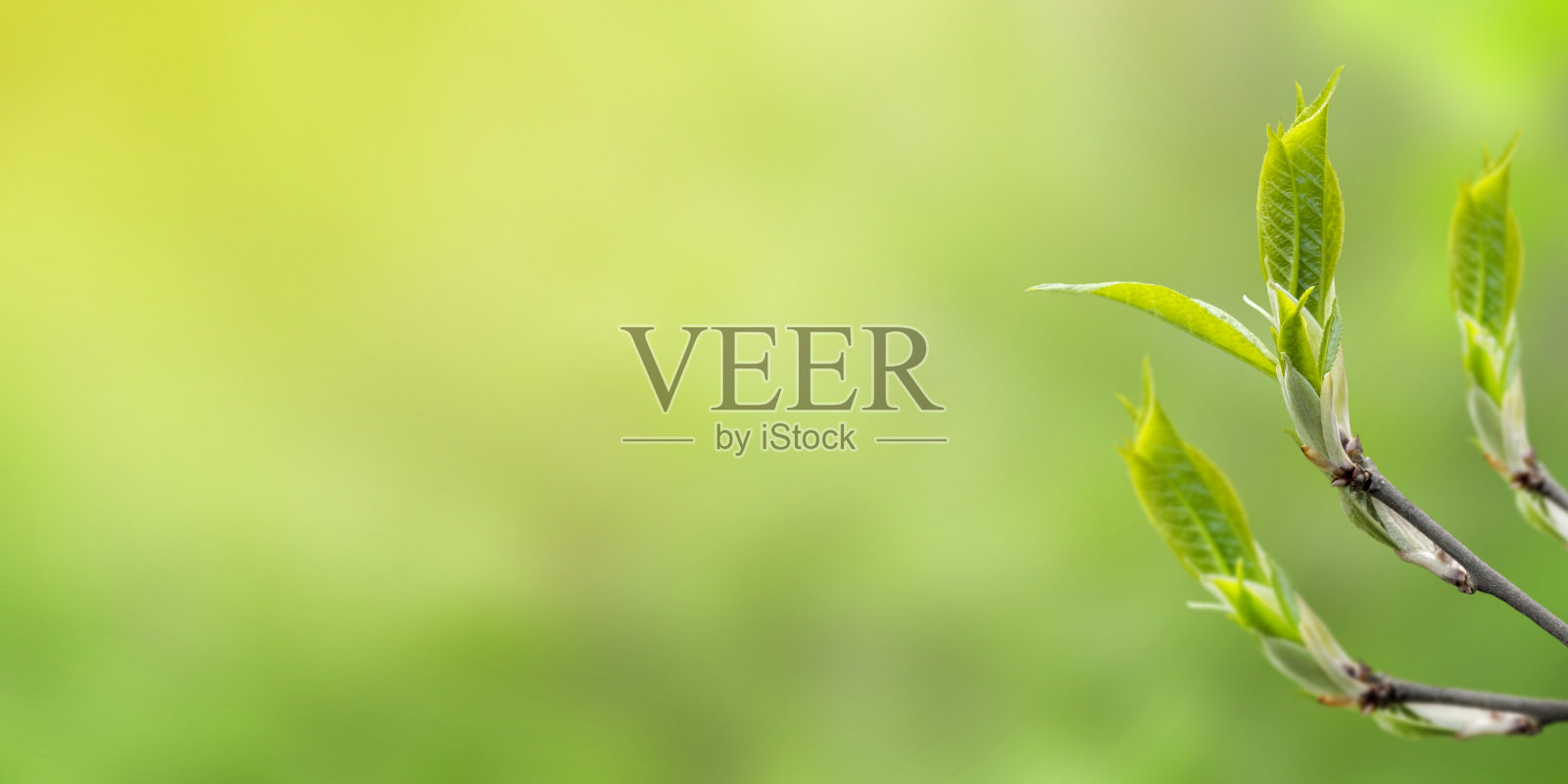 树枝上的小绿叶在阳光下模糊的背景。春天照片摄影图片