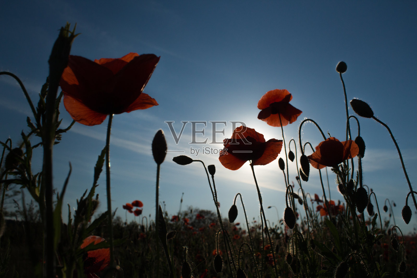 罂粟花在天空的背景下盛开照片摄影图片