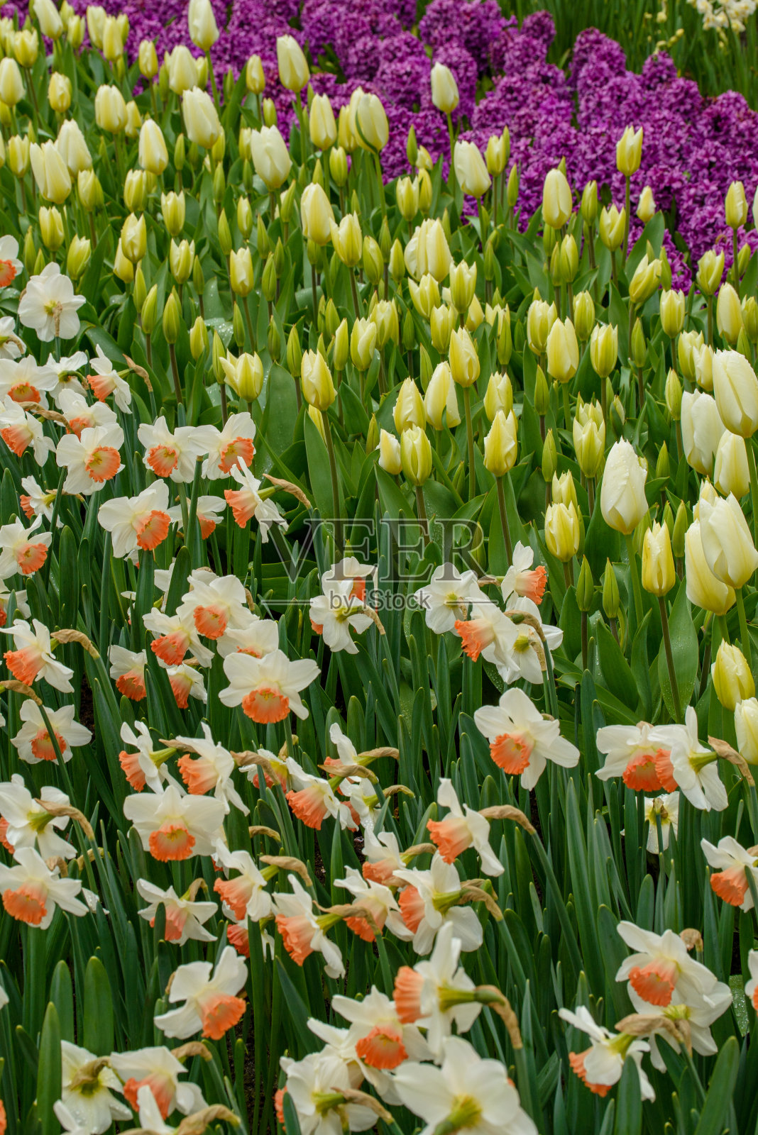 来自荷兰的郁金香照片摄影图片