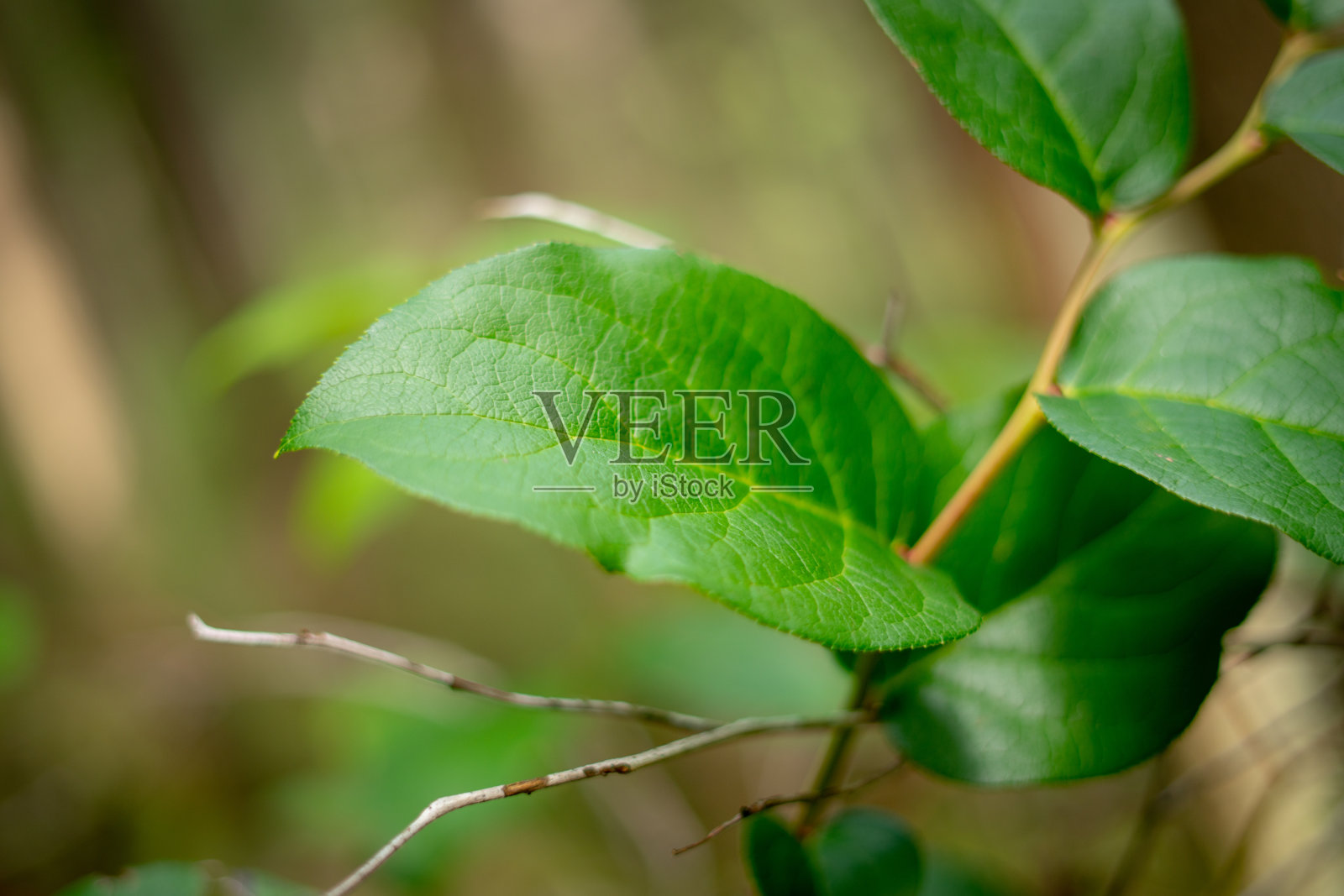 春天的绿叶照片摄影图片