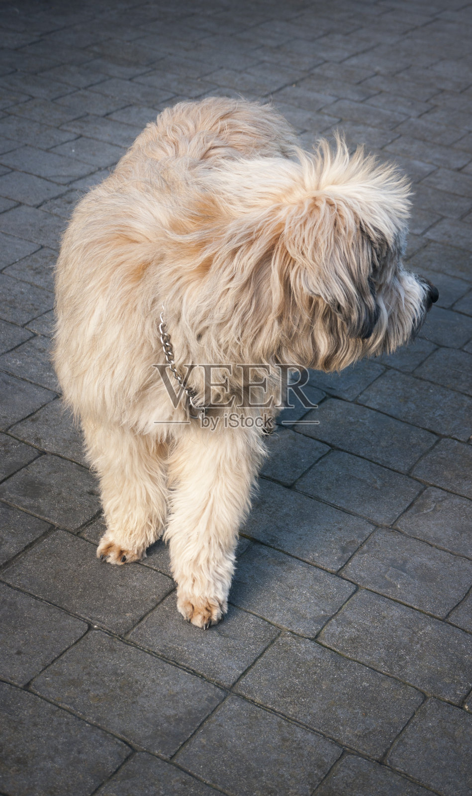 毛狗向后看照片摄影图片