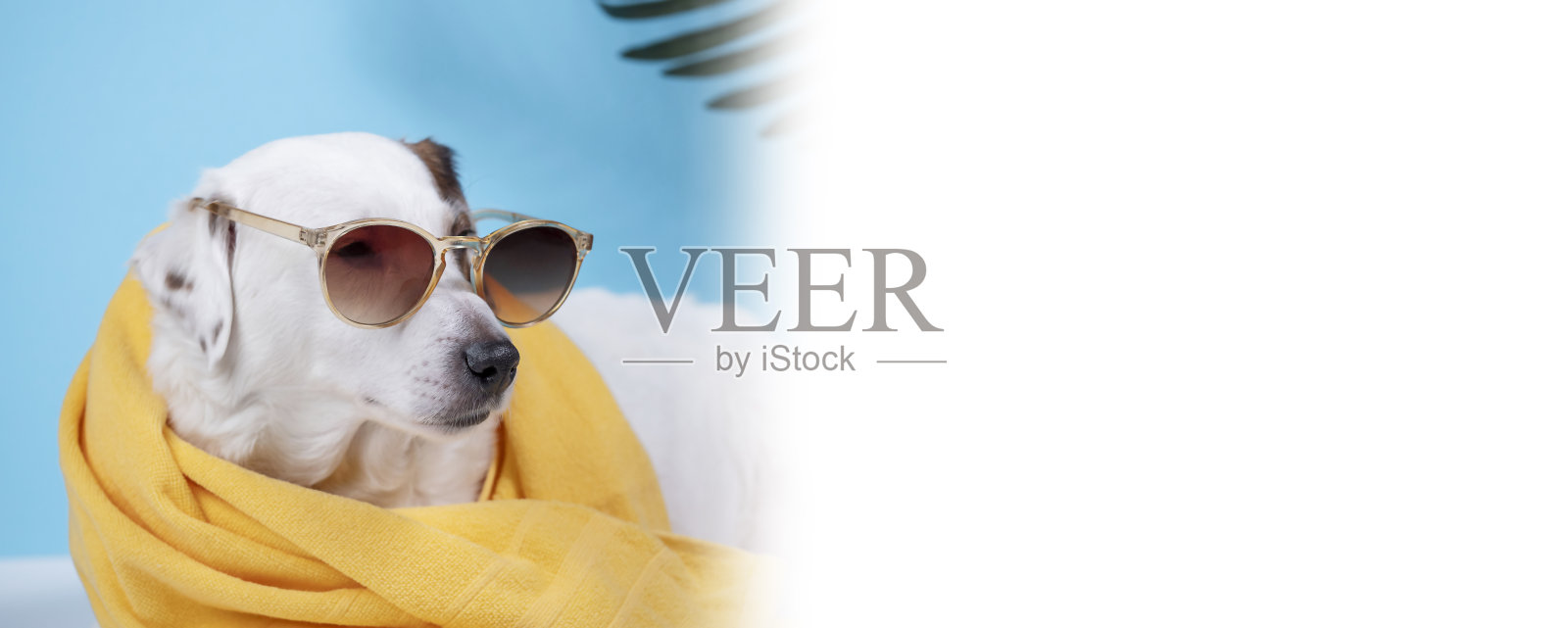 杰克罗素梗狗的肖像，戴着黄色的毛巾和太阳镜。蓝色背景上有一根棕榈树枝。暑假的概念。为文本留出空间照片摄影图片