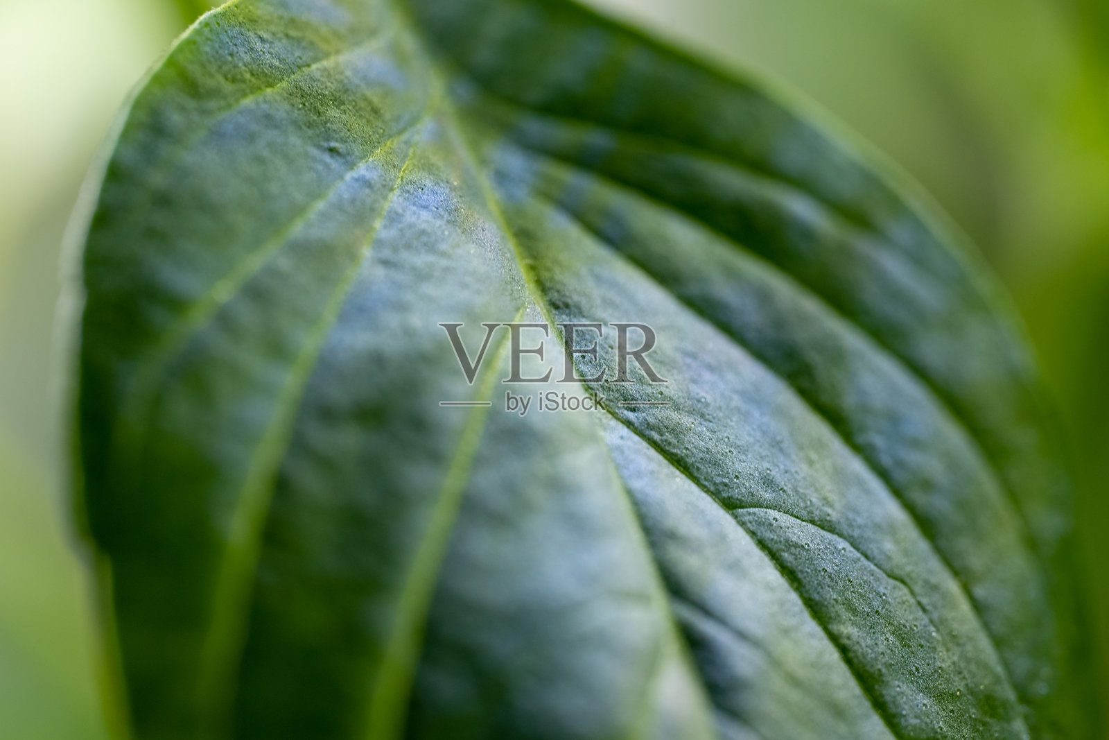 罗勒草的微距照片照片摄影图片