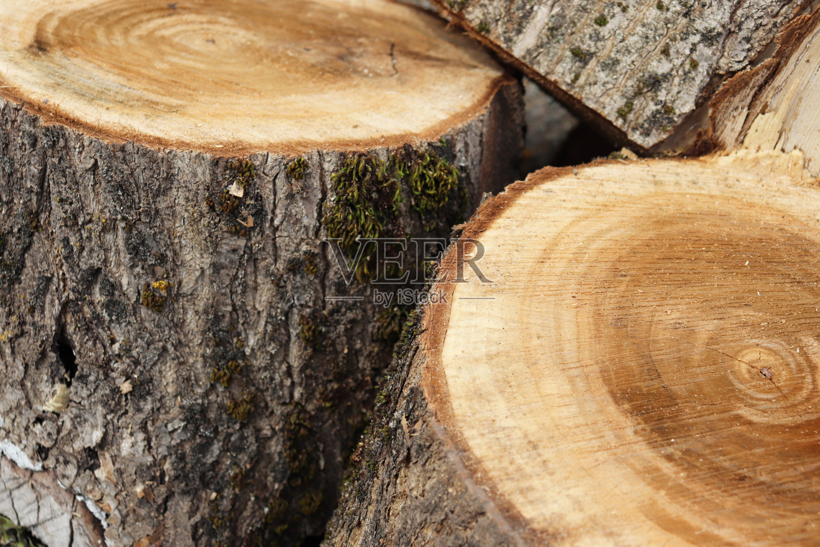 从被砍倒的树上取下的圆木照片摄影图片