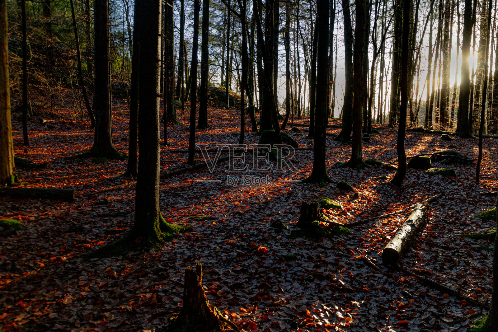 在一片漆黑的松林里照片摄影图片