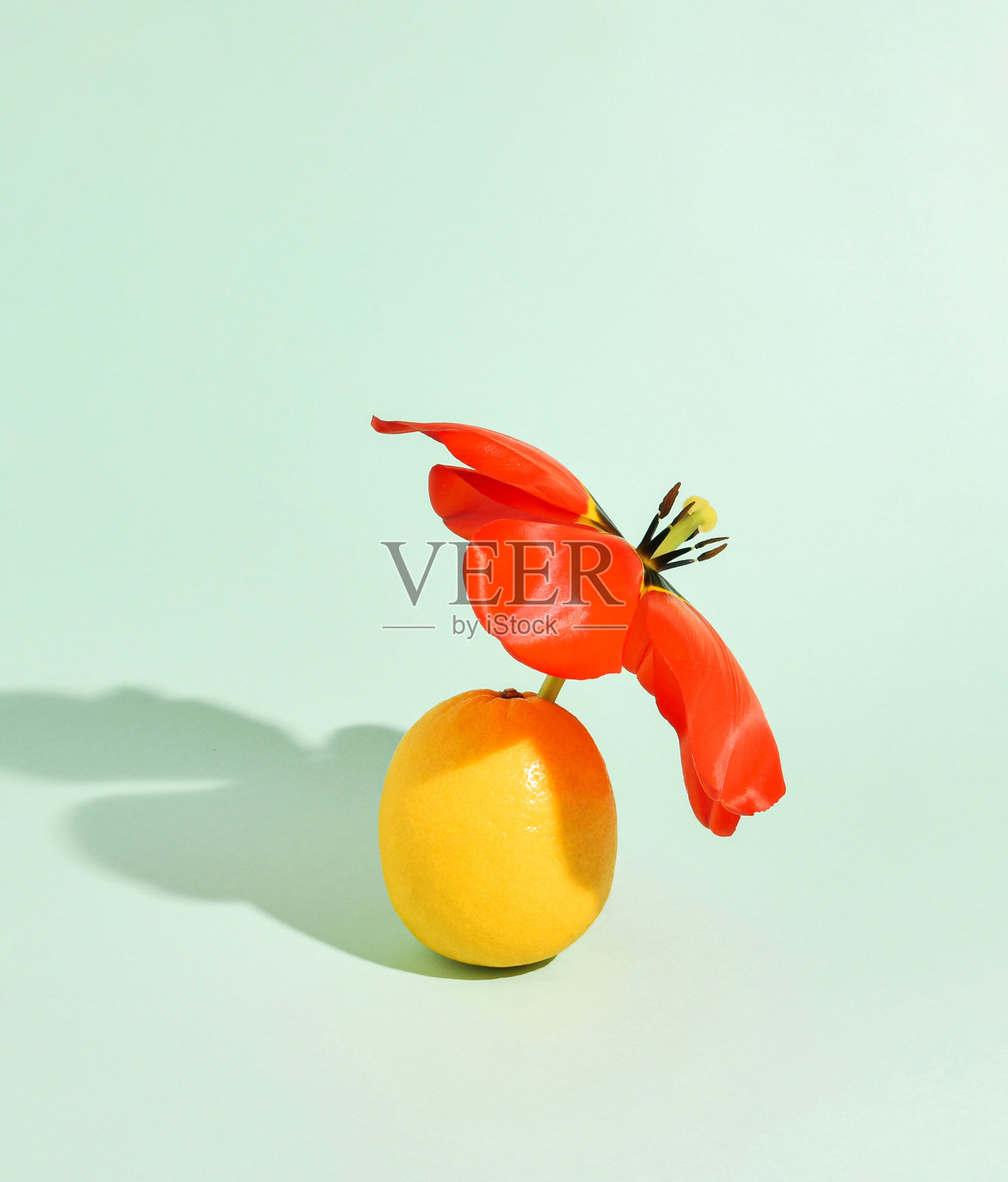 柠檬和郁金香组成的热带海滩概念照片摄影图片