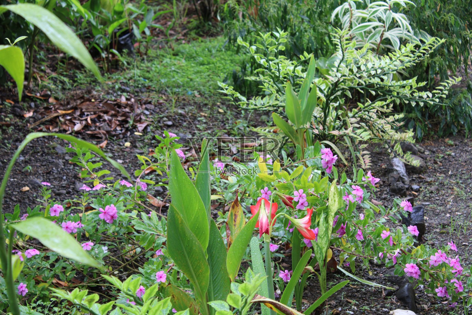 花园照片摄影图片
