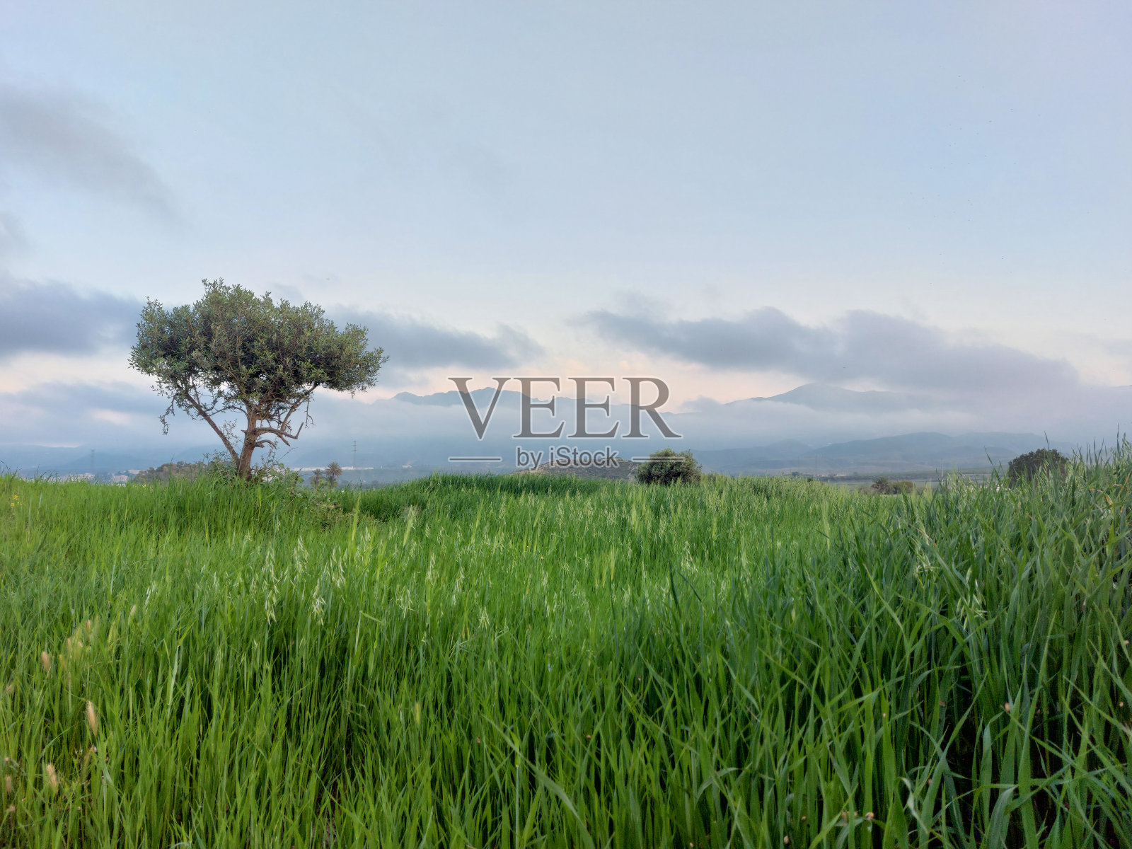 田野里五颜六色的花照片摄影图片