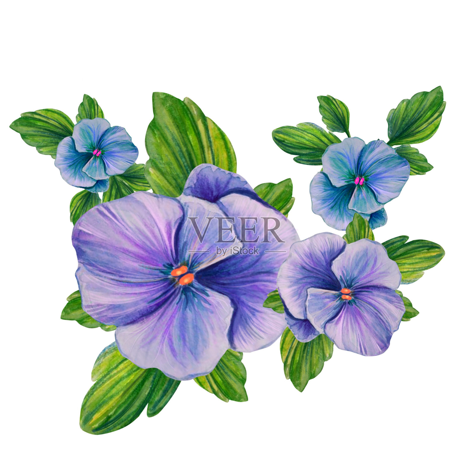 三色堇花水彩画构图插画图片素材