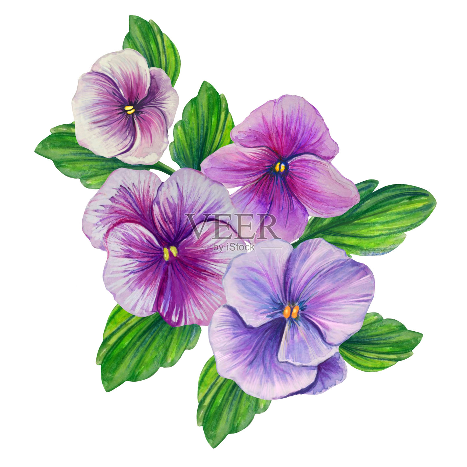 紫罗兰紫色水彩插图插画图片素材