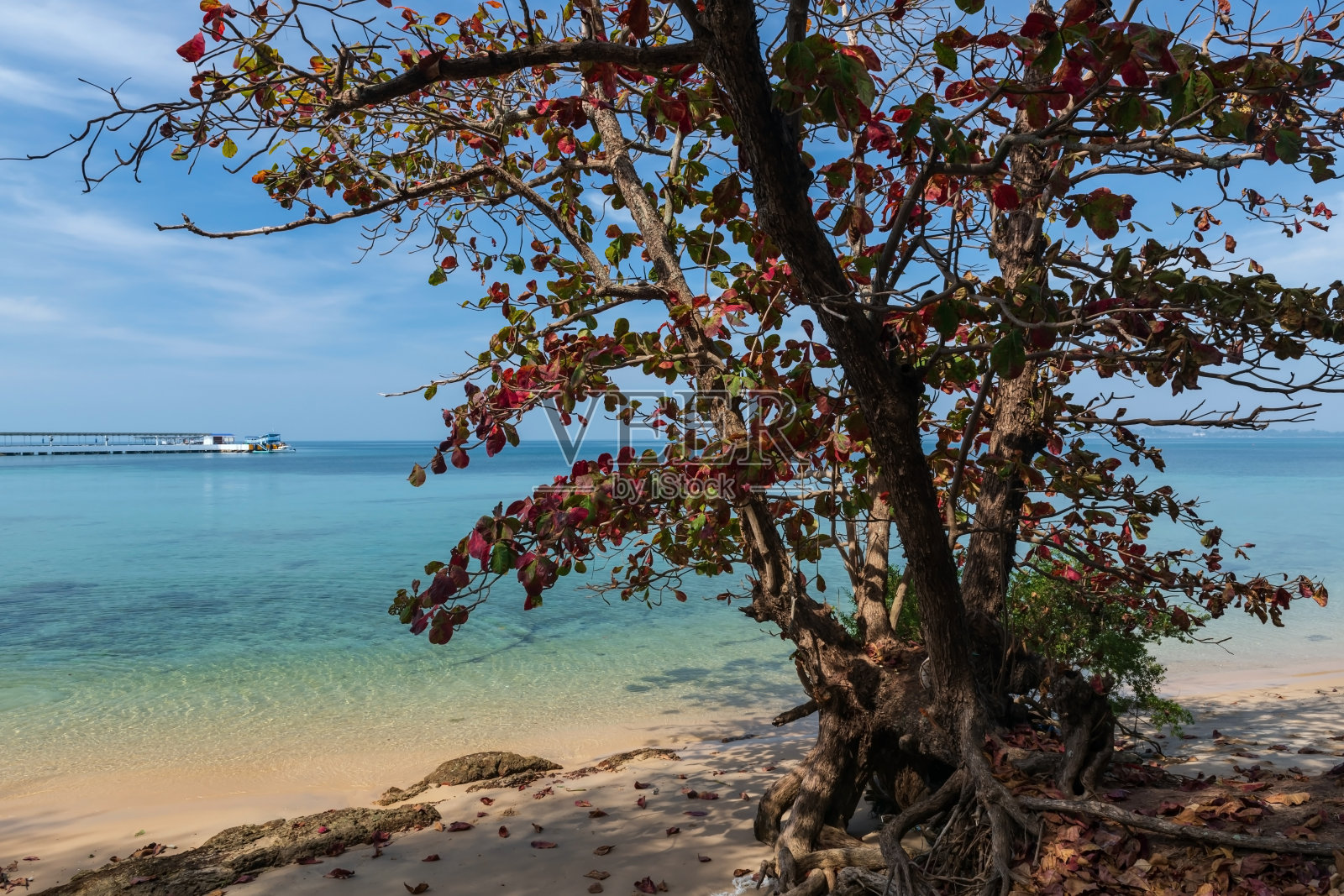 罗勇高万奈绿松石海旁的秋树照片摄影图片