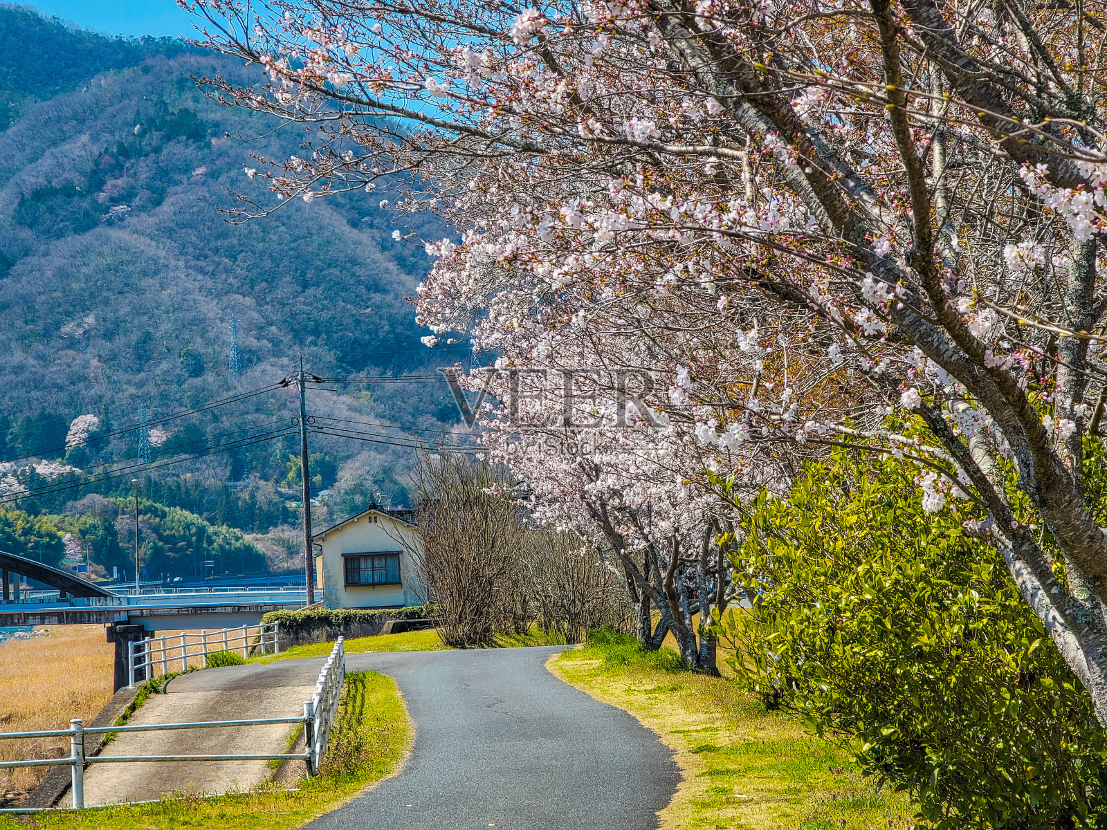 美丽的樱花照片摄影图片