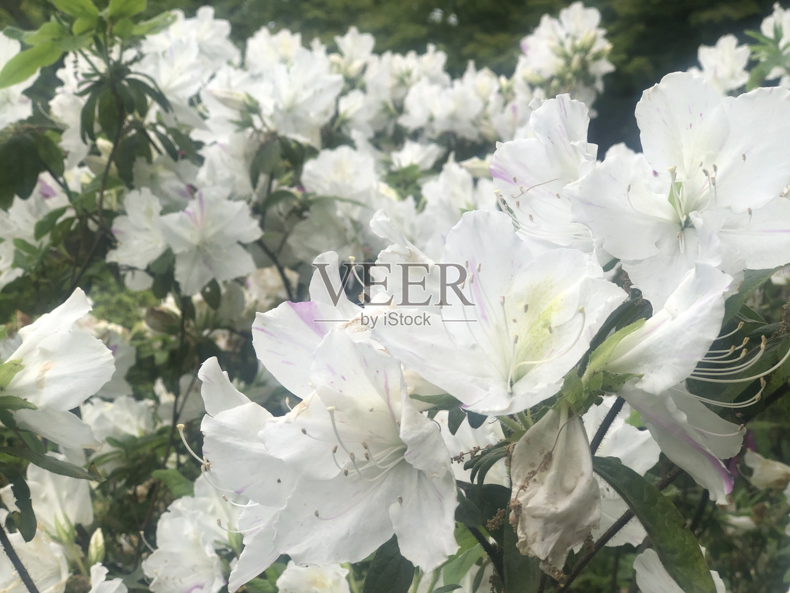 日本花木照片摄影图片