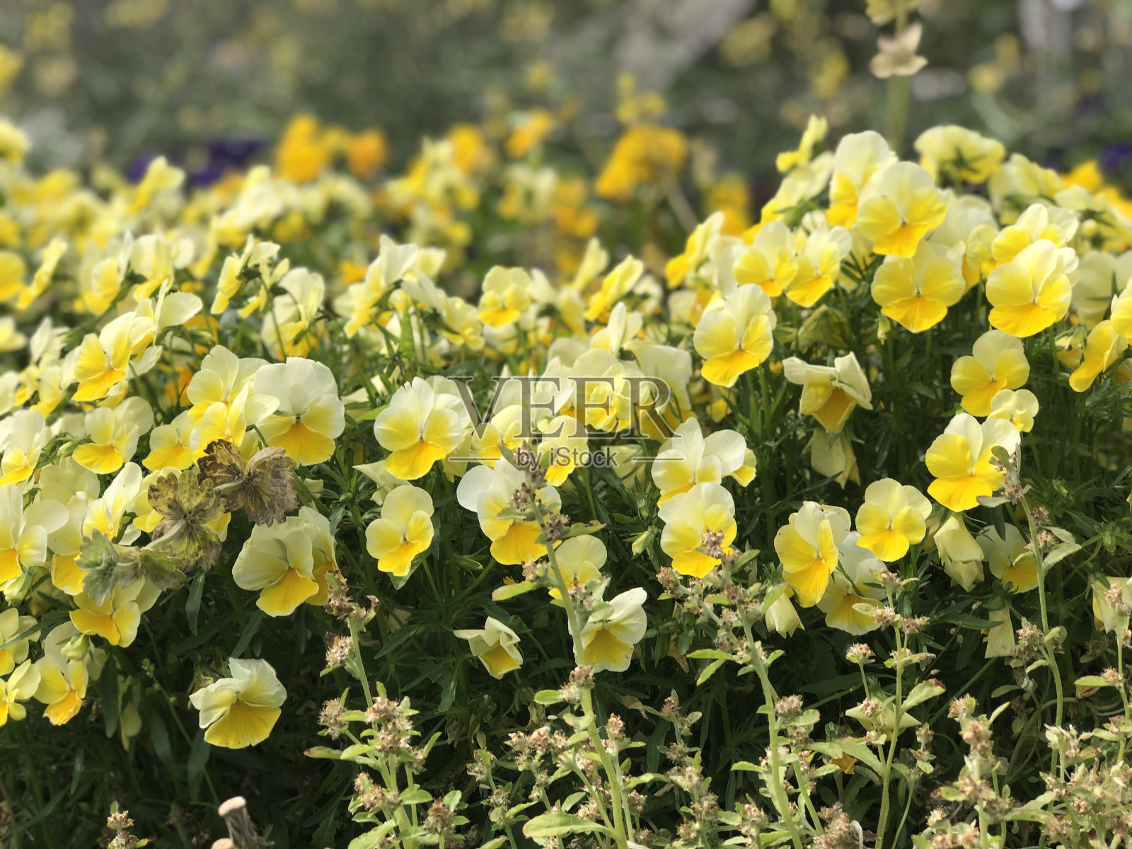 日本花木照片摄影图片