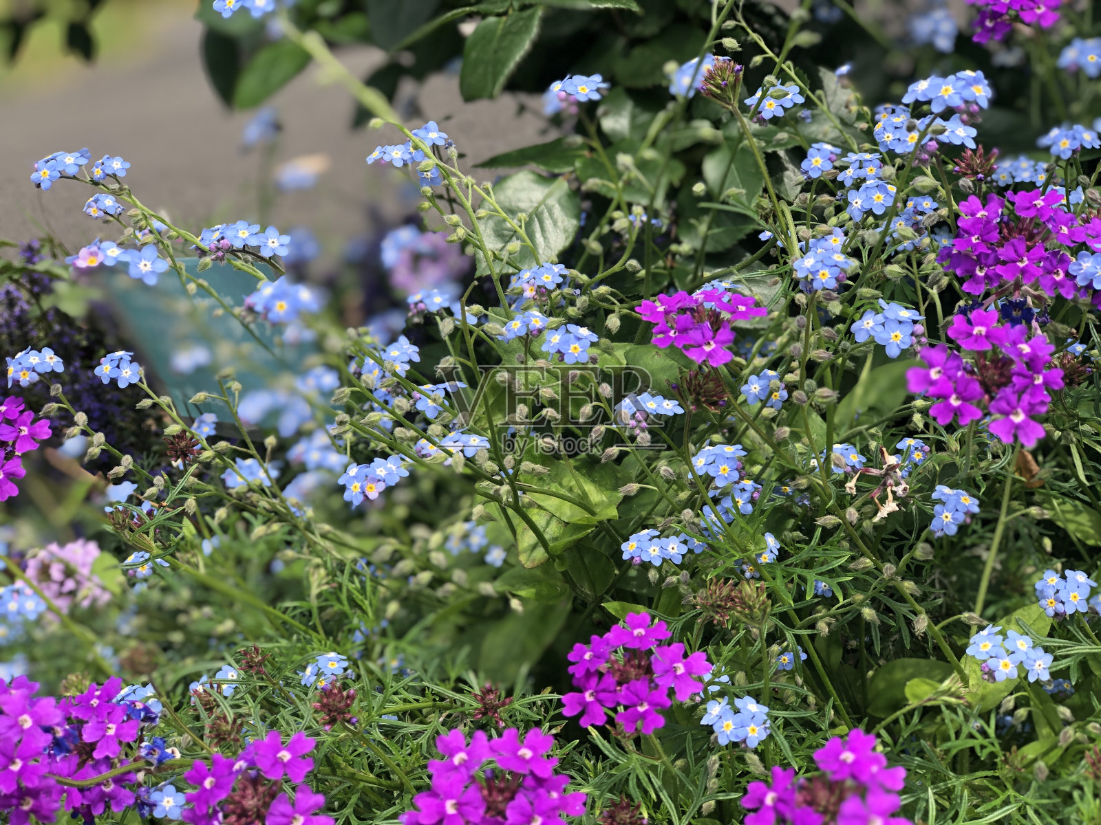 日本花木照片摄影图片