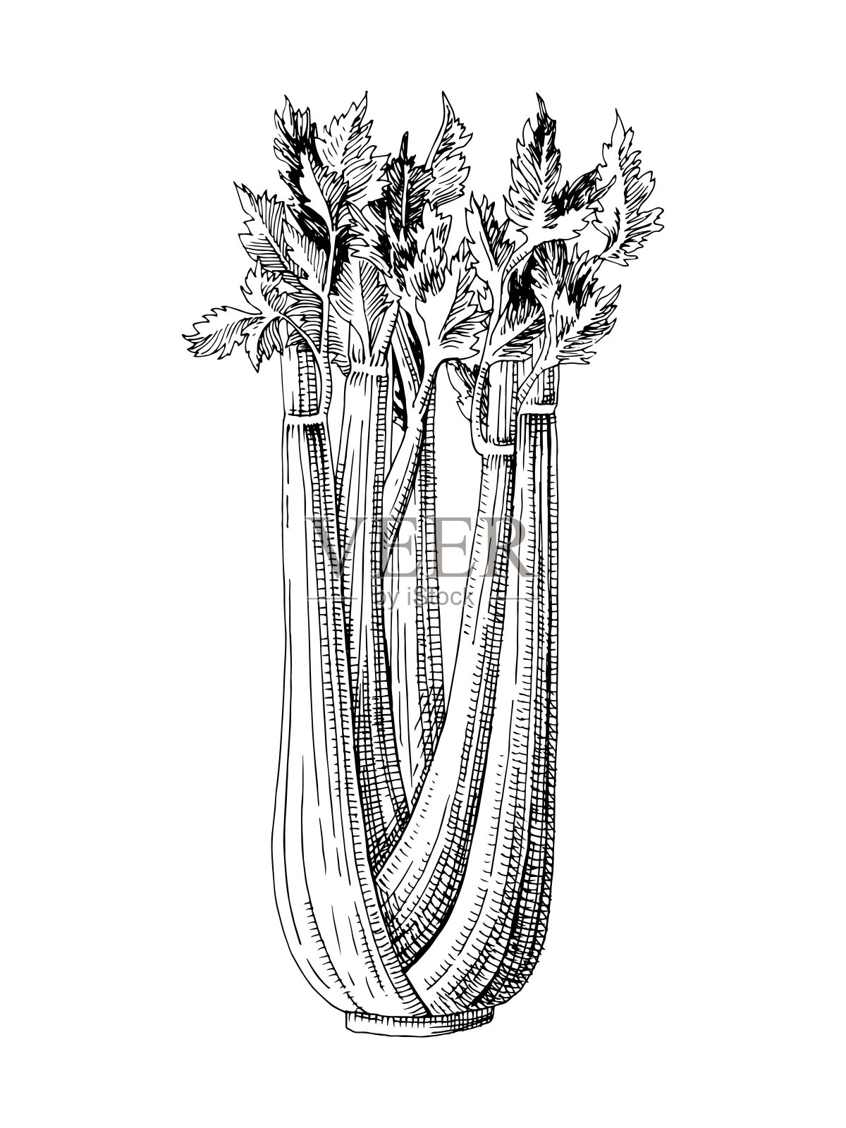 手绘芹菜植株插画图片素材