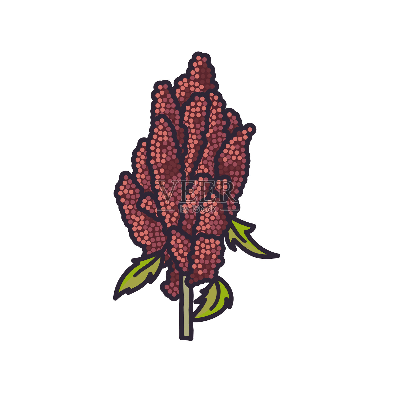 藜麦穗分离载体图插画图片素材