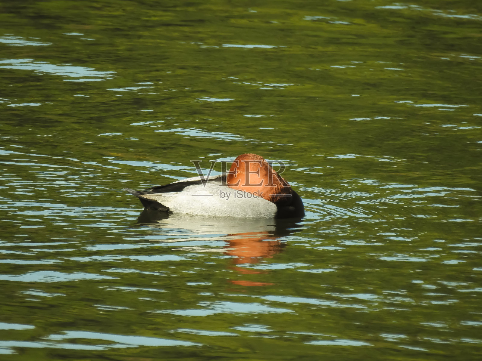 鸭照片摄影图片