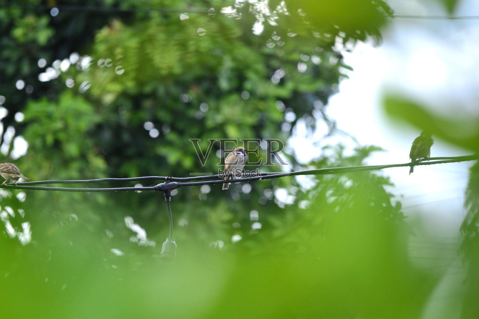 一群雀鸟栖息在花园的电线上照片摄影图片