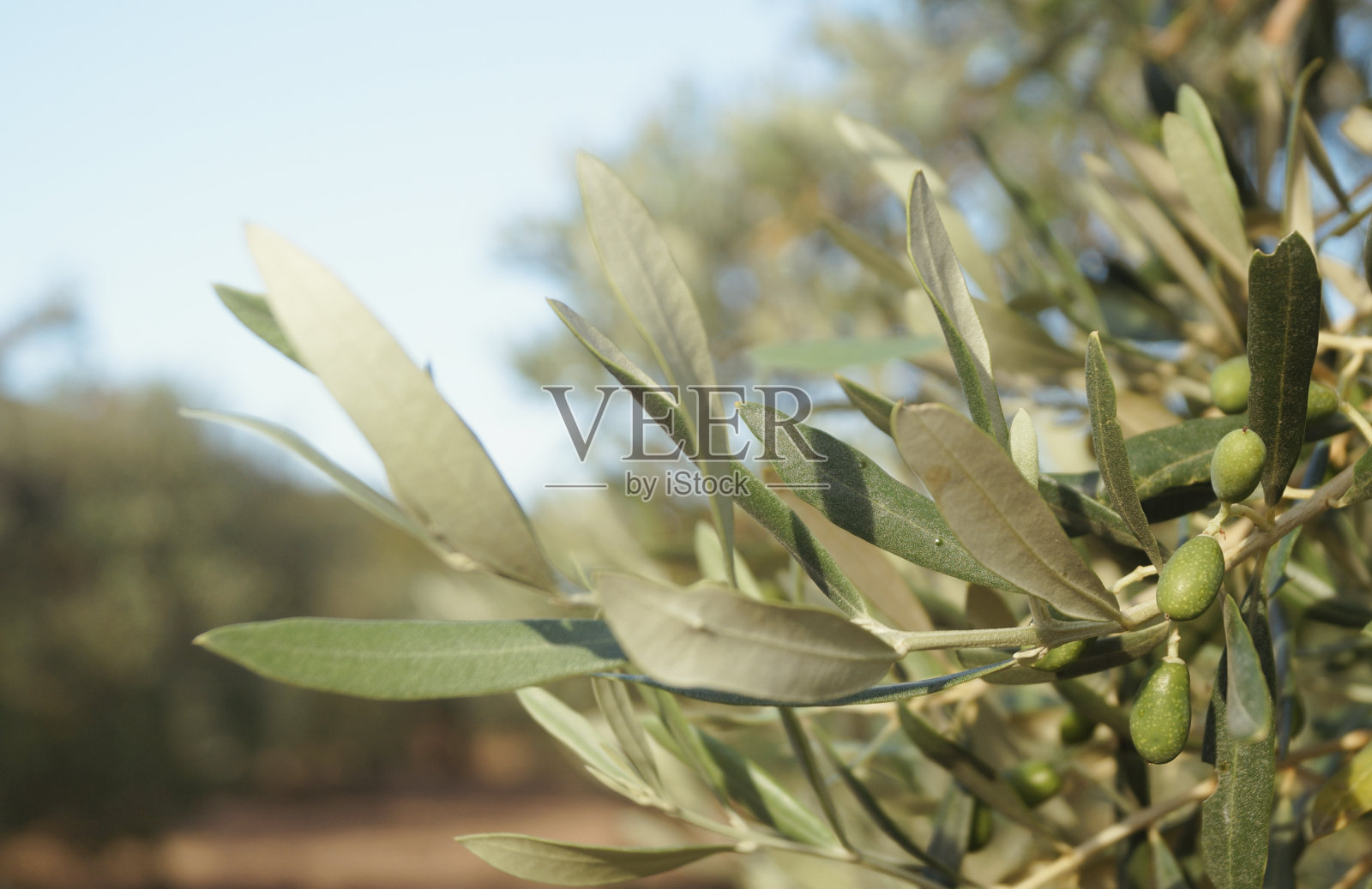 橄榄枝照片摄影图片