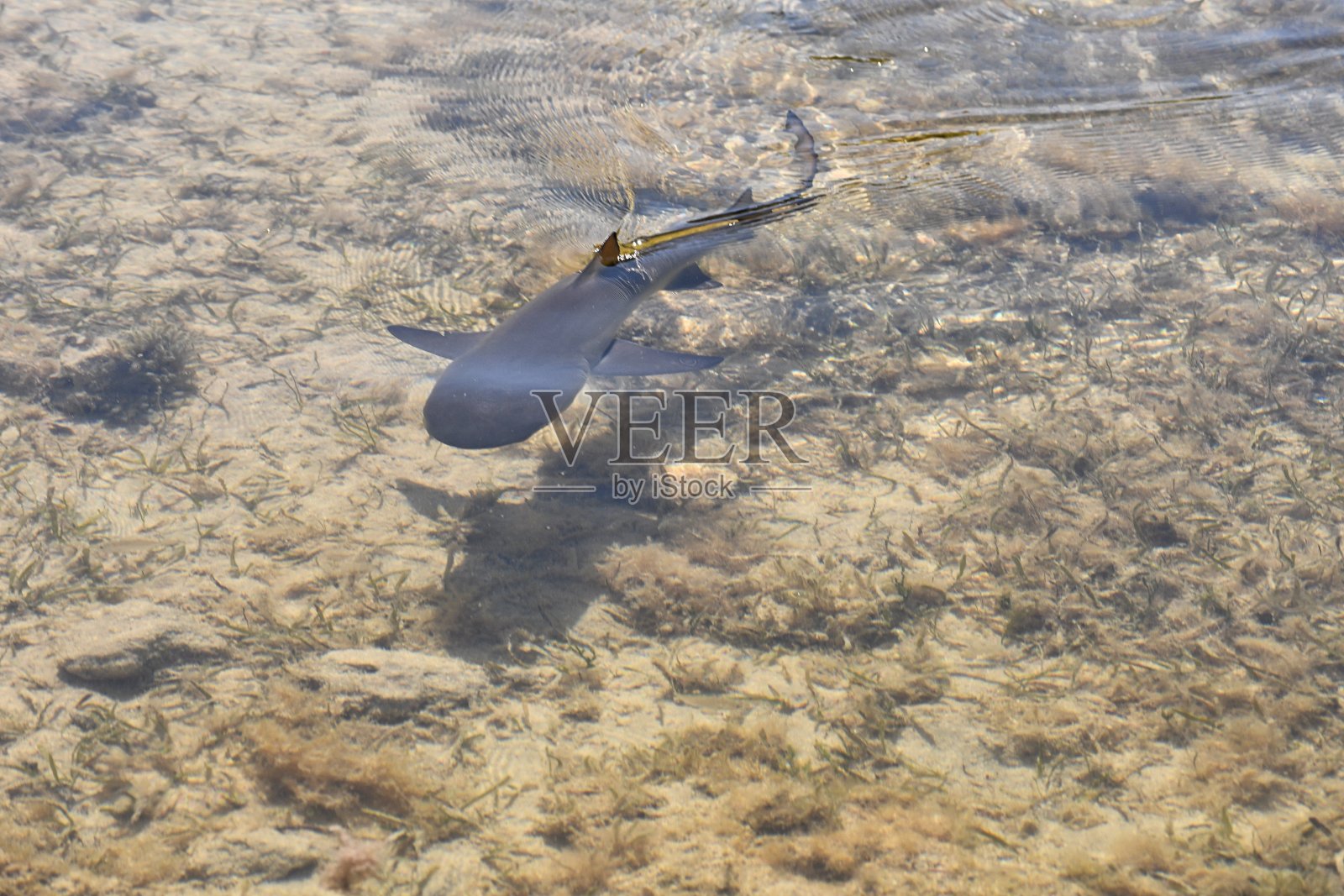 护士鲨照片摄影图片