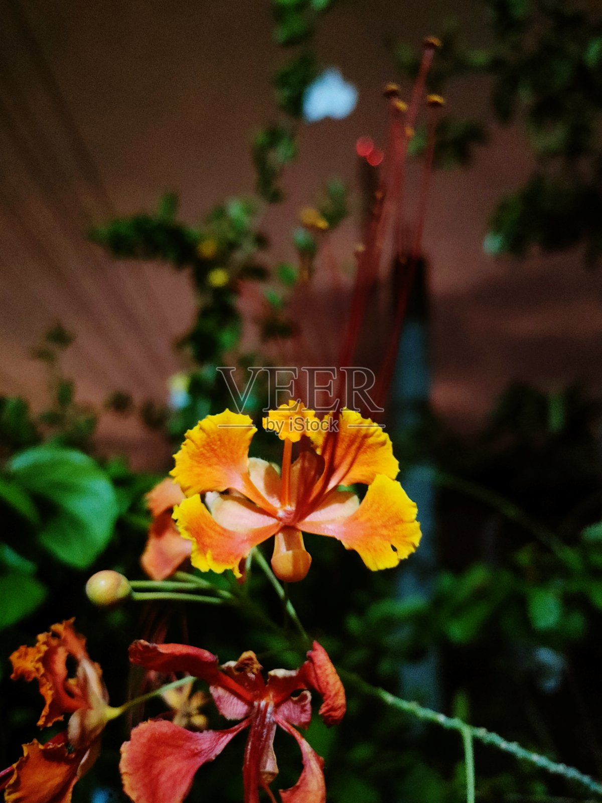 红色的花照片摄影图片