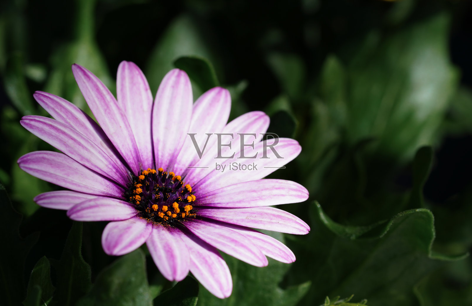 单花照片摄影图片