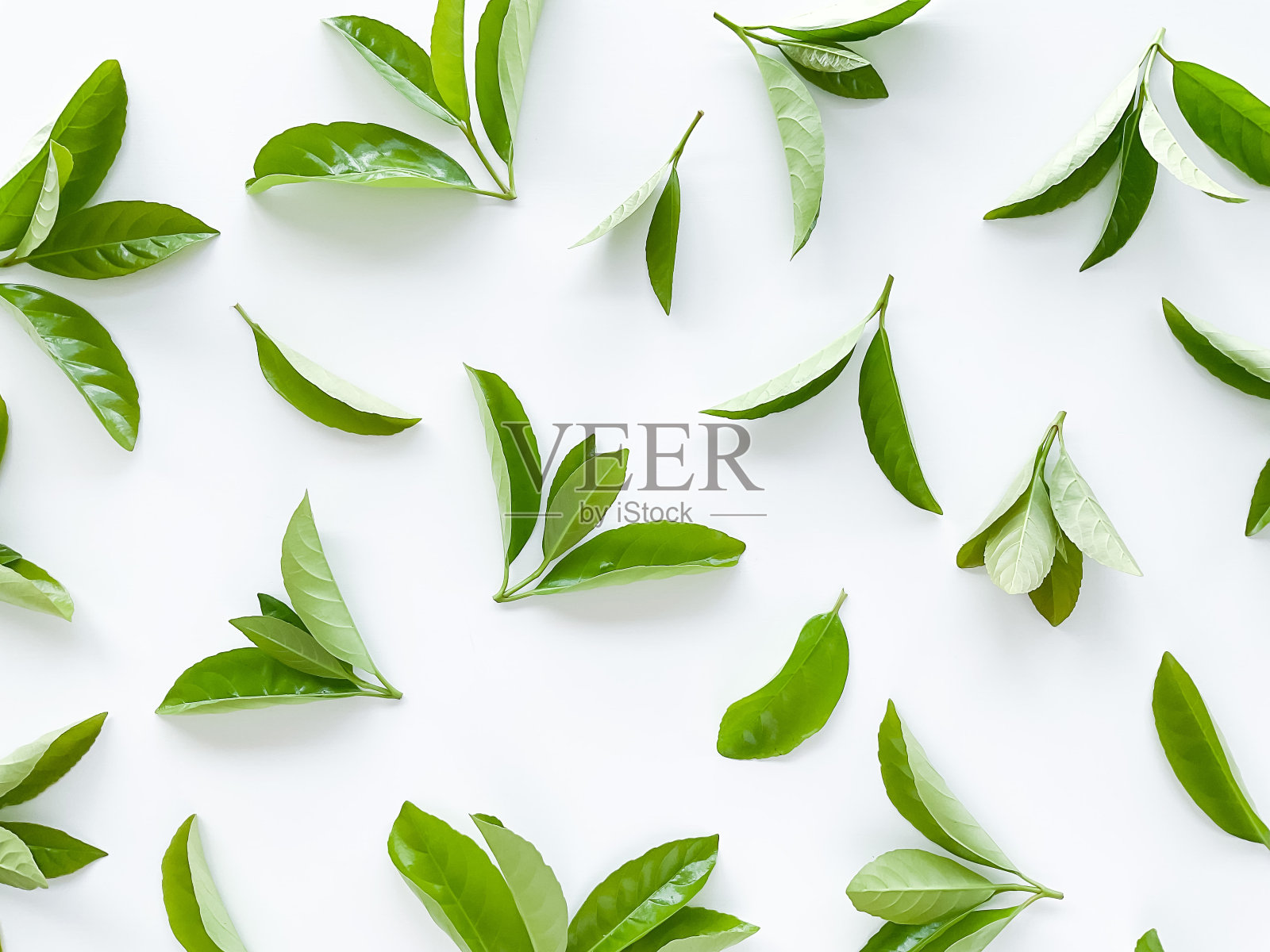 白色背景上的绿叶。大而新鲜的装饰性叶子。照片摄影图片