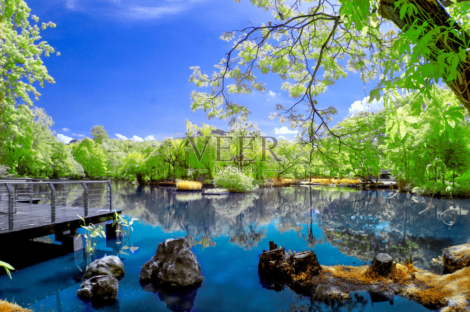 马来西亚国家动物园的鸟类公园。照片摄影图片