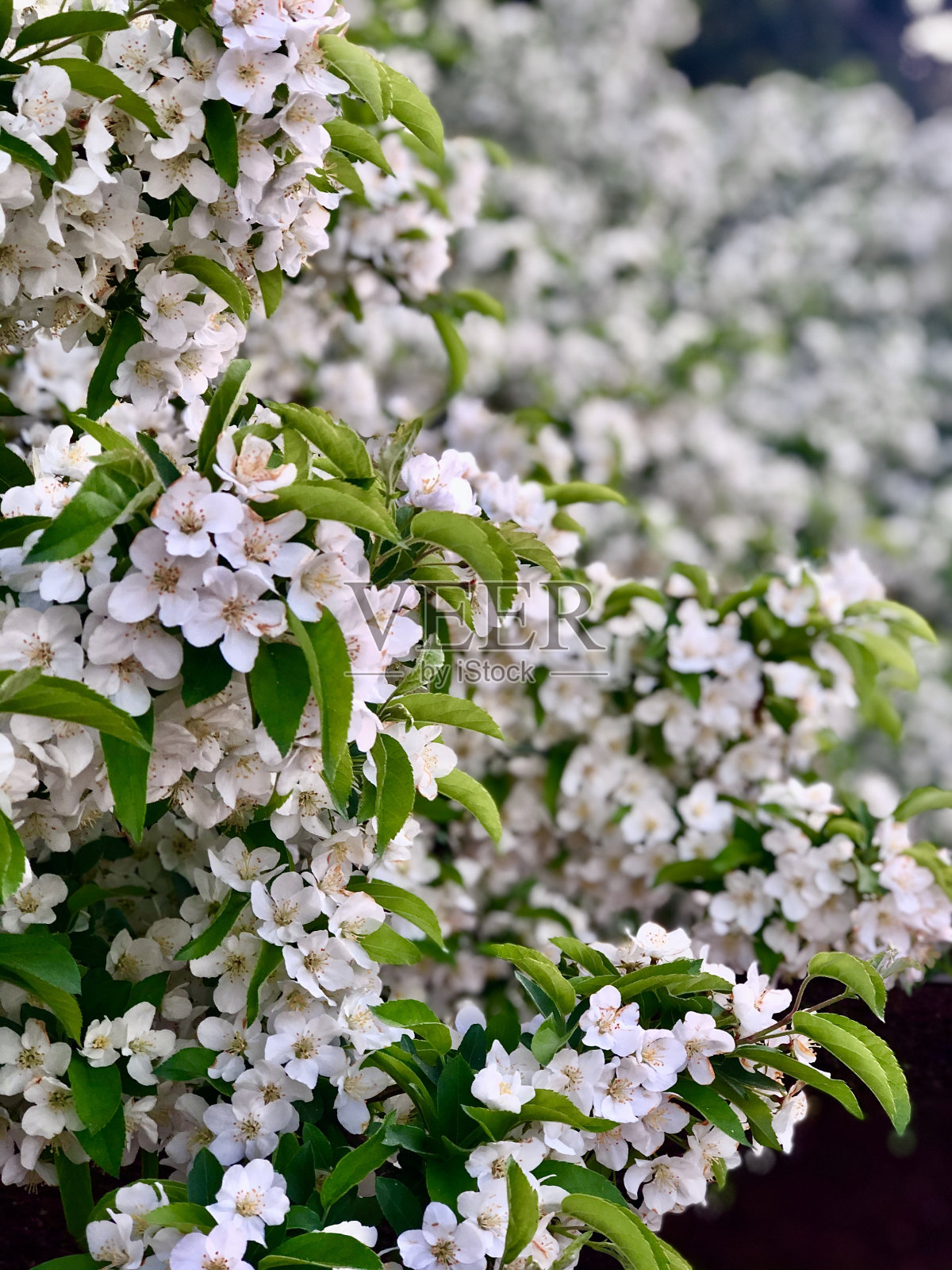 花的孩子照片摄影图片
